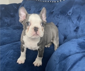 French Bulldog Puppy for sale in LITITZ, PA, USA