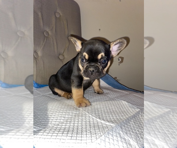 Medium Photo #12 French Bulldog Puppy For Sale in MONEE, IL, USA