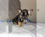 Small Photo #12 French Bulldog Puppy For Sale in MONEE, IL, USA