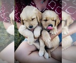 Small #13 Golden Retriever