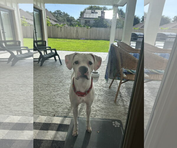 Medium Photo #1 Boxer Puppy For Sale in  Katy, TX, USA