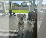 Small Boxer