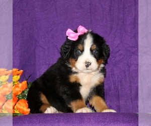 Bernese Mountain Dog Puppy for sale in COCHRANVILLE, PA, USA
