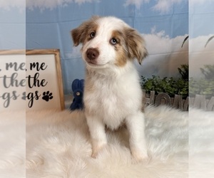 Australian Shepherd Puppy for sale in INDIANAPOLIS, IN, USA