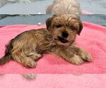 Small Photo #2 Shorkie Tzu Puppy For Sale in VAN NUYS, CA, USA