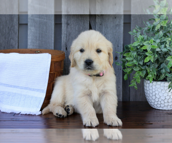 Medium Photo #3 English Cream Golden Retriever Puppy For Sale in NAPPANEE, IN, USA