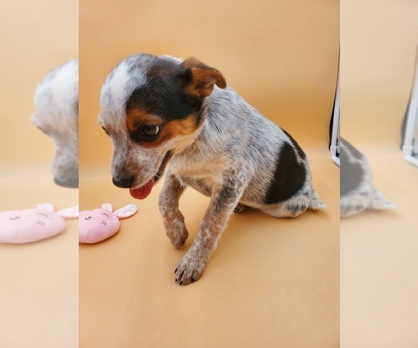 Medium Photo #5 Australian Cattle Dog Puppy For Sale in GOSHEN, IN, USA