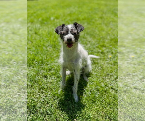 Medium Photo #2 Chihuahua-Unknown Mix Puppy For Sale in Arlington, WA, USA