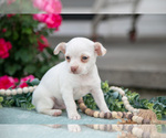Small #3 Chihuahua