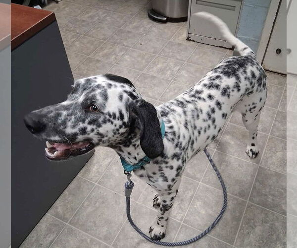Medium Photo #4 Dalmatian Puppy For Sale in Rustburg, VA, USA