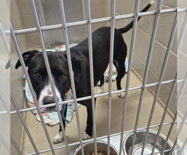 Medium Photo #1 Mutt Puppy For Sale in Decatur, IL, USA