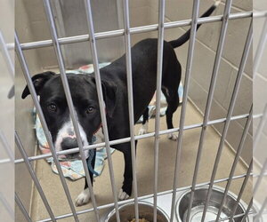 Mutt Dogs for adoption in Decatur, IL, USA