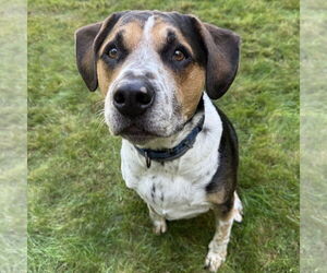 Medium American Pit Bull Terrier-Labrador Retriever Mix