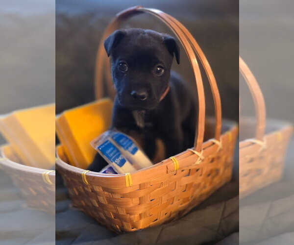 Medium Photo #1 Mutt Puppy For Sale in New London, WI, USA