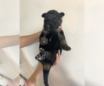 Small Photo #3 German Shepherd Dog Puppy For Sale in RUSTBURG, VA, USA