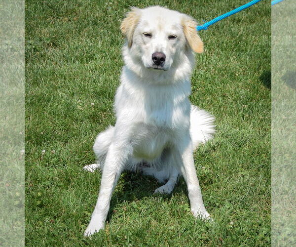 Medium Photo #4 Golden Pyrenees Puppy For Sale in Huntley, IL, USA