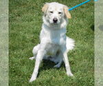 Small #3 Golden Pyrenees