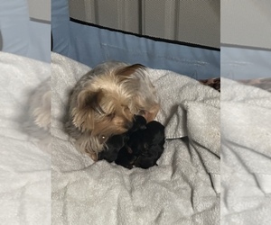 Mother of the Yorkshire Terrier puppies born on 11/30/2022