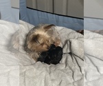 Small Photo #1 Yorkshire Terrier Puppy For Sale in NORFOLK, VA, USA
