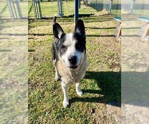 Akita-Unknown Mix Dogs for adoption in Pasadena, TX, USA