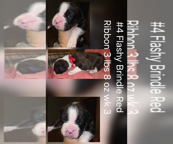 Medium Photo #4 Boxer Puppy For Sale in LINN GROVE, IN, USA