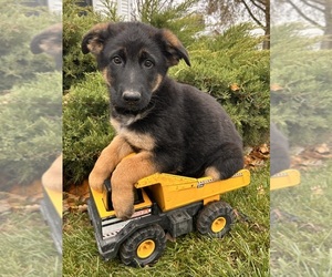 German Shepherd Dog Puppy for sale in MIDDLEBURY, IN, USA