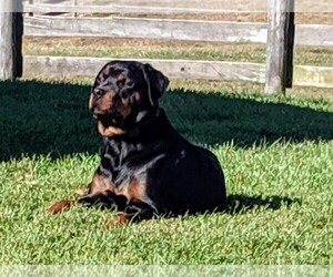 Mother of the Rottweiler puppies born on 08/24/2019