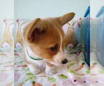 Small Photo #18 Pembroke Welsh Corgi Puppy For Sale in ARROYO GRANDE, CA, USA