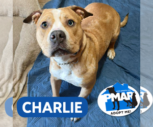 Mutt Dogs for adoption in Binghamton, NY, USA