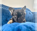 Small #11 French Bulldog