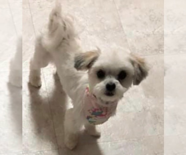 Medium Photo #1 Shih Tzu Puppy For Sale in RALEIGH, NC, USA