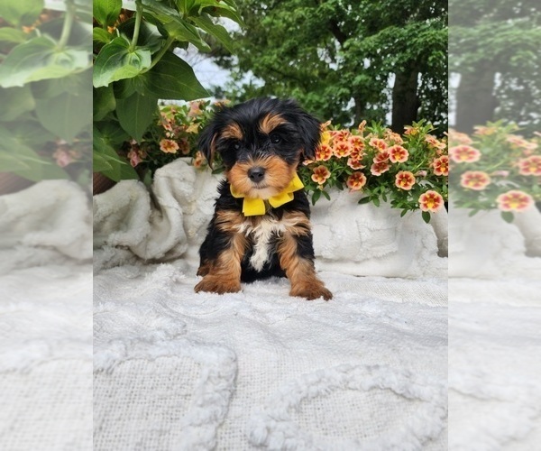 Medium Photo #1 Yorkshire Terrier Puppy For Sale in INDIANAPOLIS, IN, USA