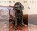 Small Photo #32 Cane Corso Puppy For Sale in LA PLATA, MD, USA
