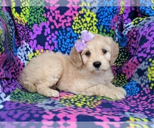 Goldendoodle-Poodle (Miniature) Mix Puppy for sale in KIRKWOOD, PA, USA