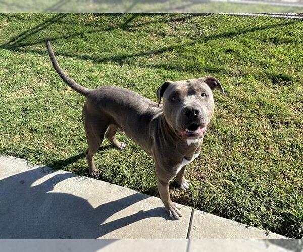 Medium Photo #2 American Staffordshire Terrier-Unknown Mix Puppy For Sale in Grand Prairie, TX, USA
