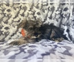 Small #2 Schnauzer (Miniature)