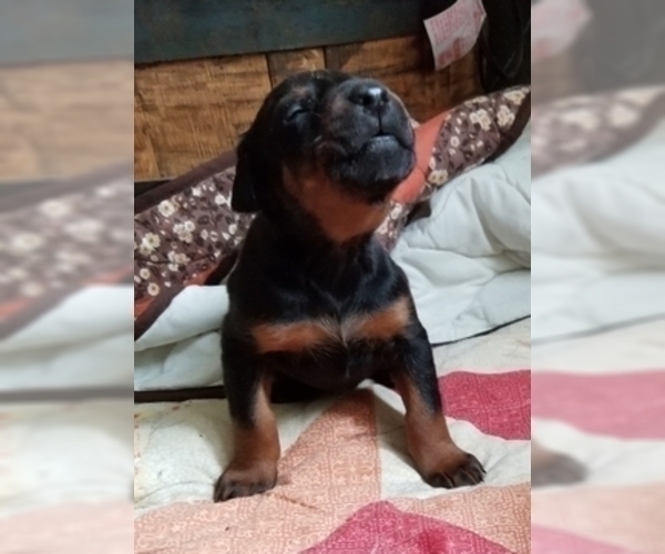 Medium Photo #2 Doberman Pinscher Puppy For Sale in DRUMRIGHT, OK, USA