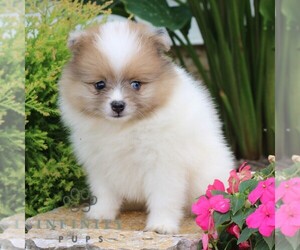 Pomeranian Puppy for sale in MANHEIM, PA, USA