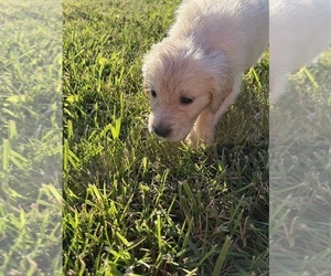 Golden Retriever Puppy for sale in TOLEDO, OH, USA