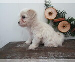 Small Photo #36 Maltipoo (Miniature) Puppy For Sale in SUGARCREEK, OH, USA