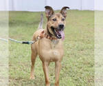 Small #6 Black Mouth Cur-German Shepherd Dog Mix