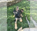 Small Photo #4 German Shepherd Dog Puppy For Sale in West Sacramento, CA, USA