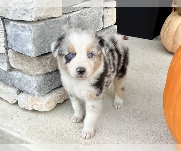Medium Photo #6 Australian Shepherd Puppy For Sale in LODA, IL, USA
