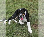Small #1 Border Collie Mix