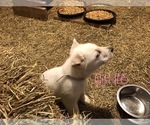 Small Photo #8 German Shepherd Dog Puppy For Sale in FOSTER, KY, USA
