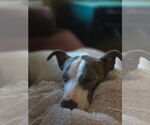 Small #1 Greyhound-Whippet Mix