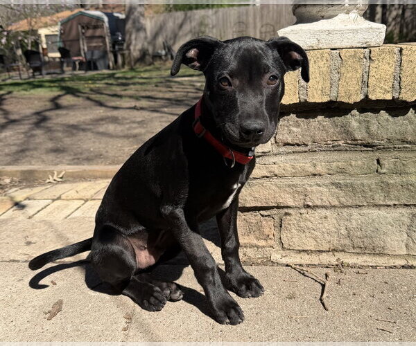 Medium Photo #2 Australian Shepherd-Unknown Mix Puppy For Sale in Des Moines, IA, USA