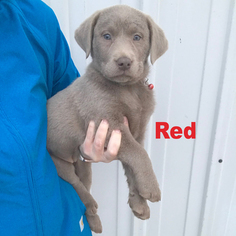 Labrador Retriever Puppy for sale in MARCUS, IA, USA