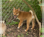 Small Photo #1 Shiba Inu Puppy For Sale in MILWAUKEE, WI, USA