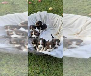 Beagle Puppy for sale in COLEMAN, WI, USA